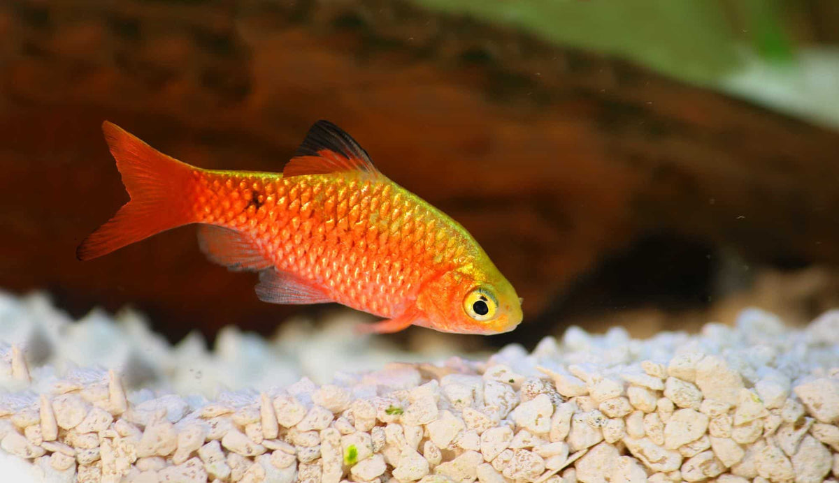 Rosy Barb