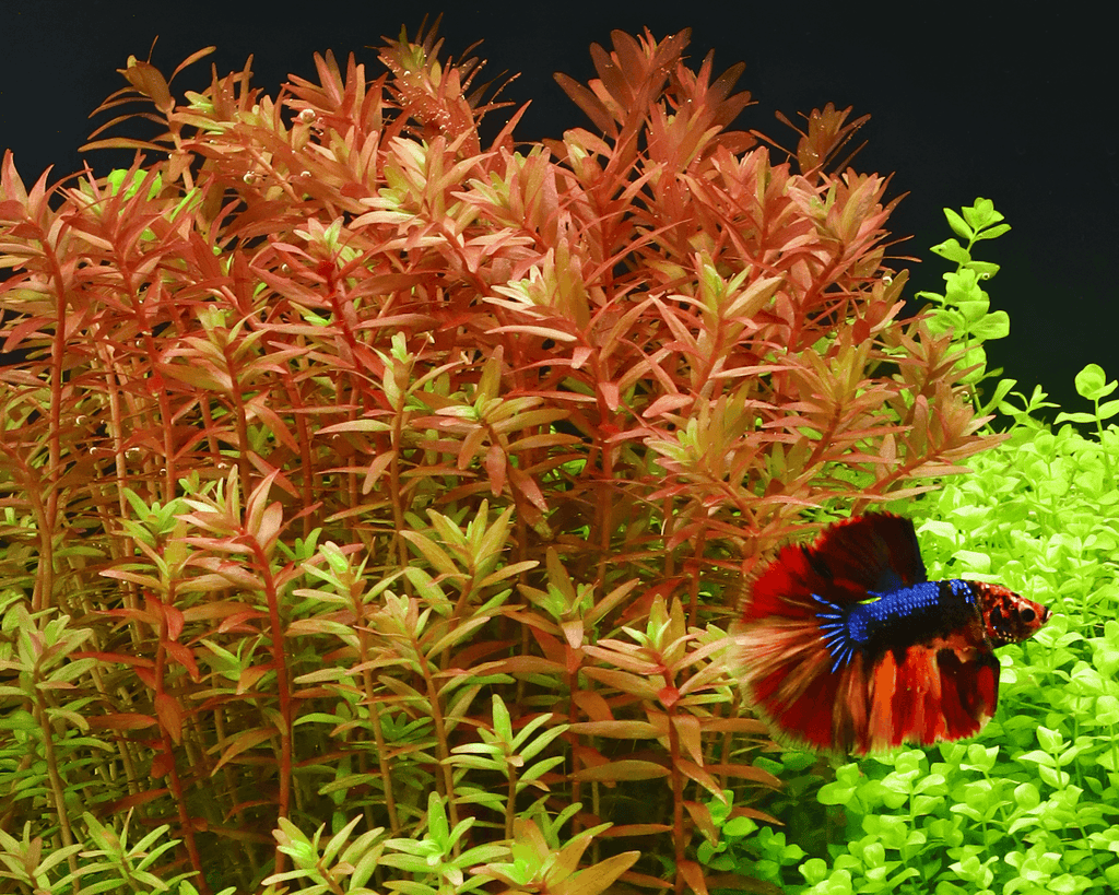 Rotala rotundifolia