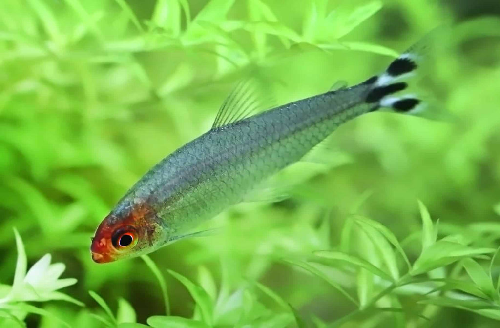 Rummy Nose Tetra