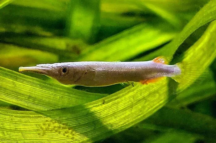 Half Beak Tetra
