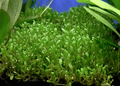 Carpet Plants (Bunch)