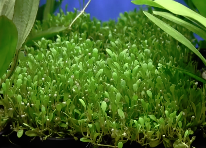 Carpet Plants (Bunch)