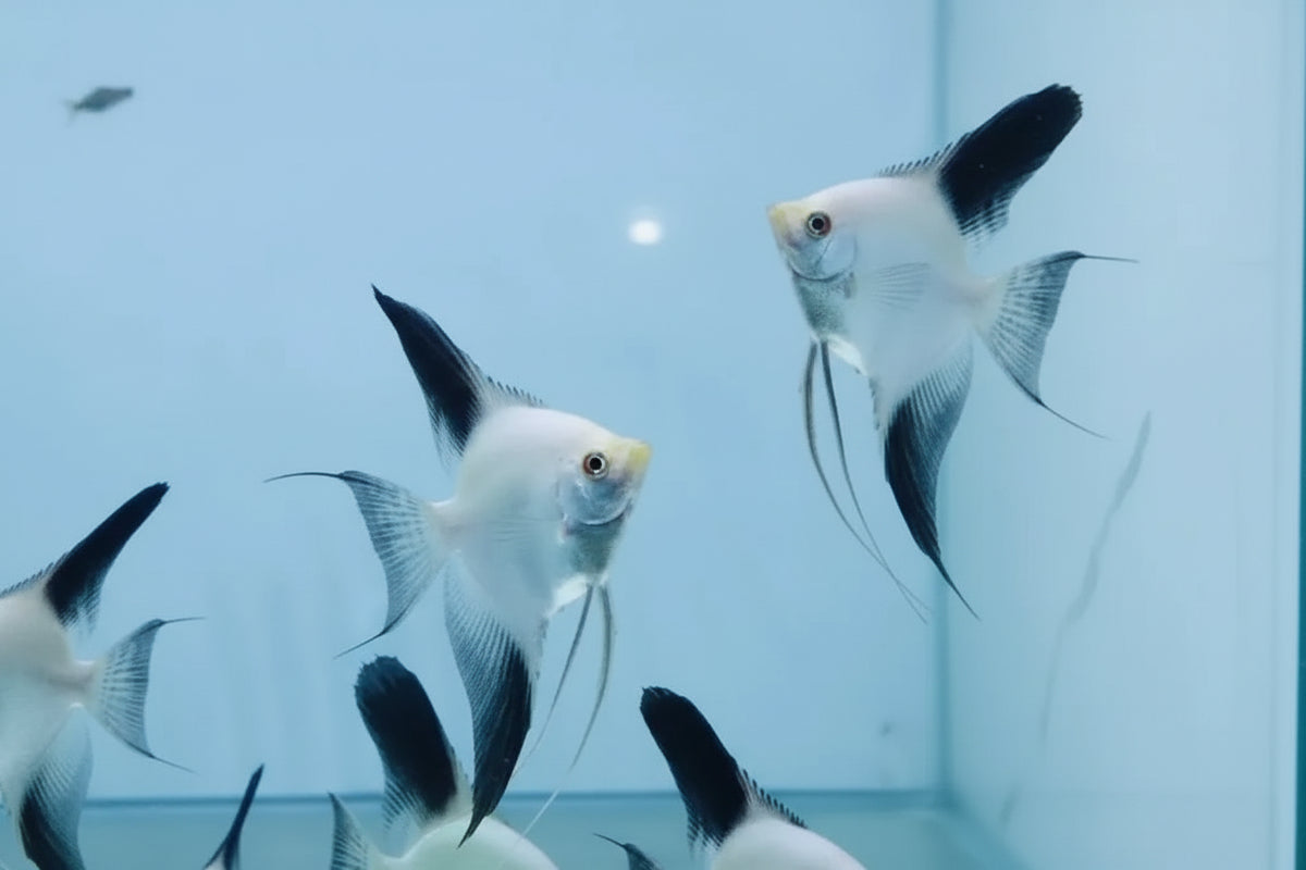 Bulgarian Seal Point Angel Fish