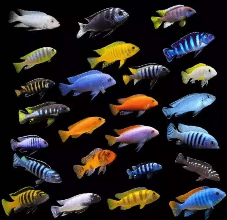 Malawi Cichlids