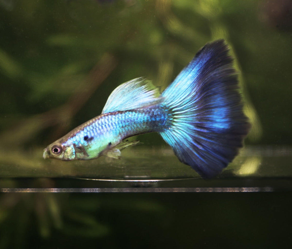 Lazuli blue tail Guppy Pair