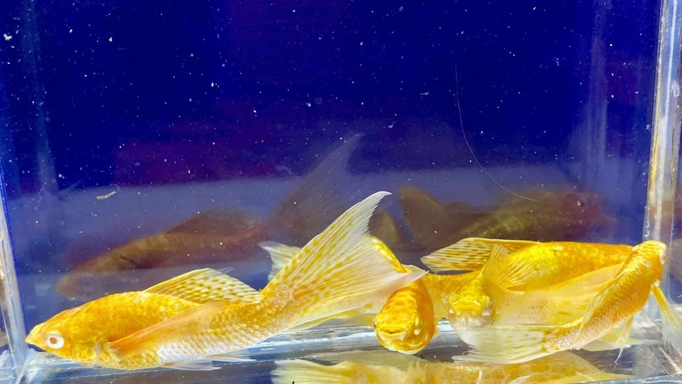 MOLLY ABINO SAKURA VEILTAIL LONGEAR BREEDING LIVE FISH HIGH QUALITY