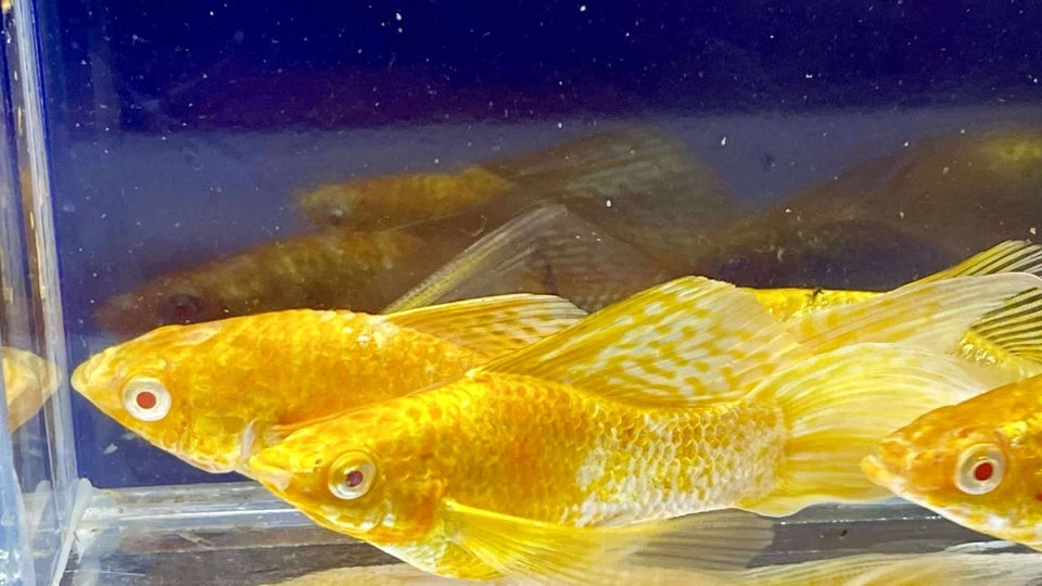 MOLLY ABINO SAKURA VEILTAIL LONGEAR BREEDING LIVE FISH HIGH QUALITY