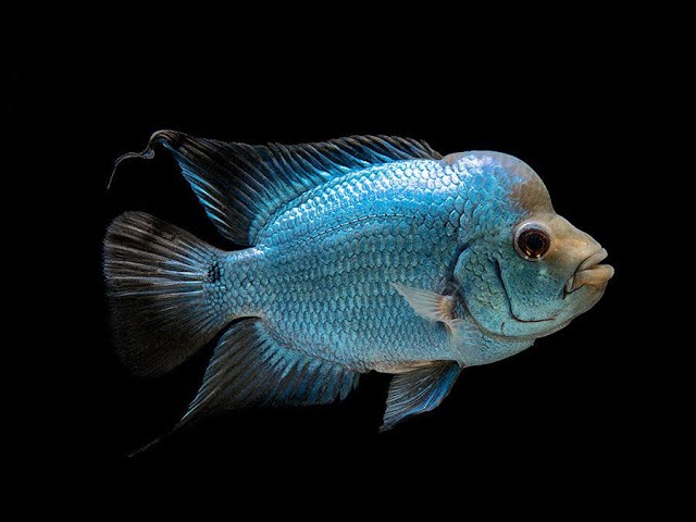 Imp Flowerhorn Thai Silk