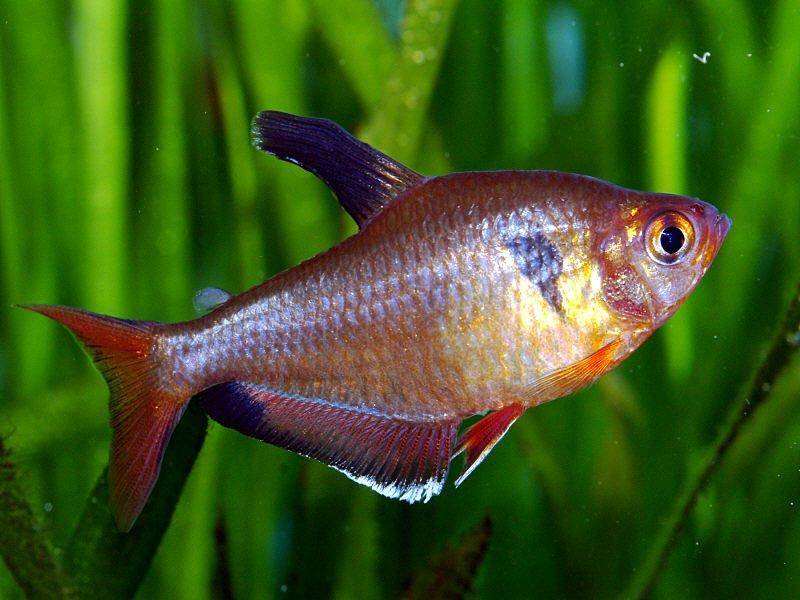 Serpae Tetra