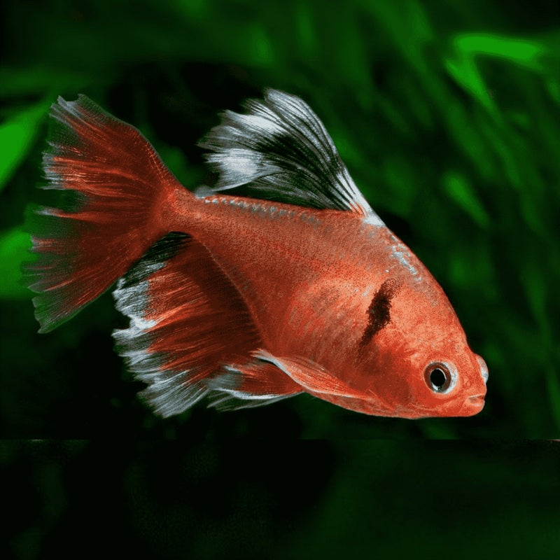 Veltail Serpae Tetra