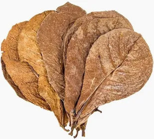 Indian Almond Leaves (10 Leaves Pack )