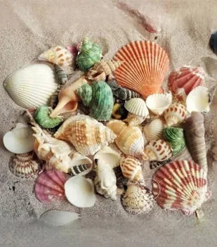 Mixed Sea Shells (1/2 kg)
