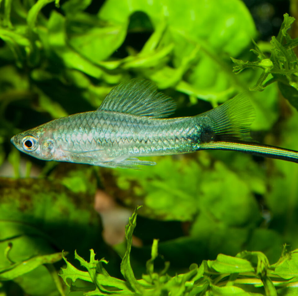 Green swordtail