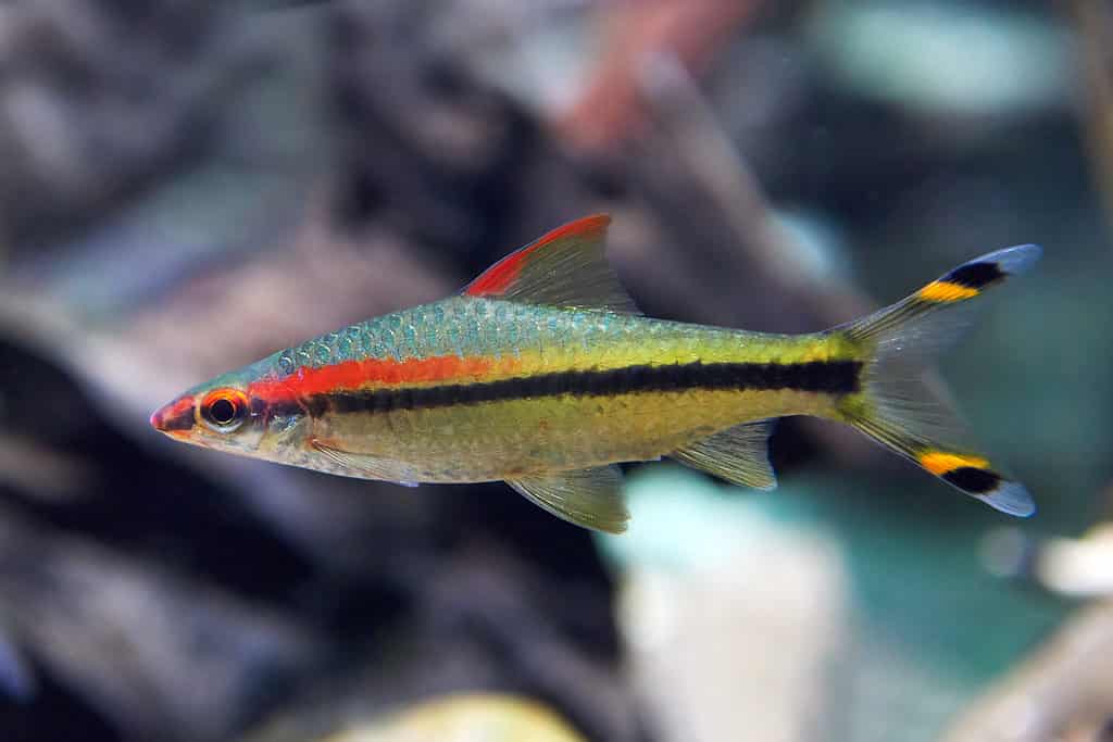 Denison Barb