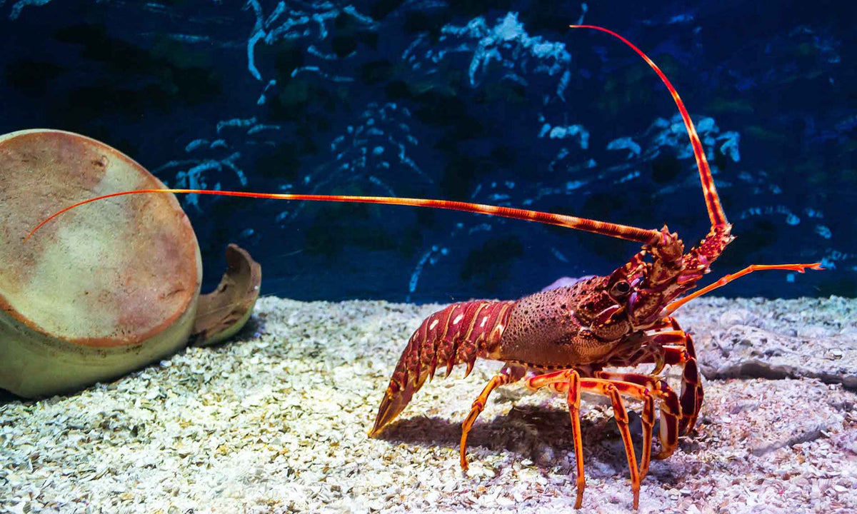 Lobster
