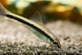 Siamese Algae Eater