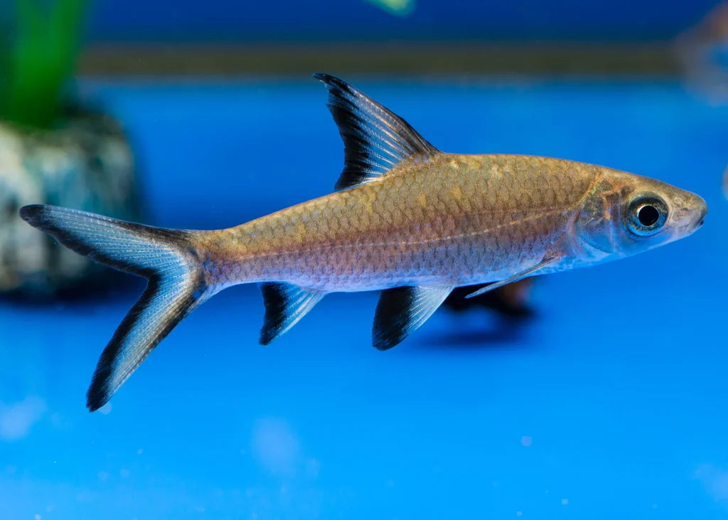 Sliver Shark