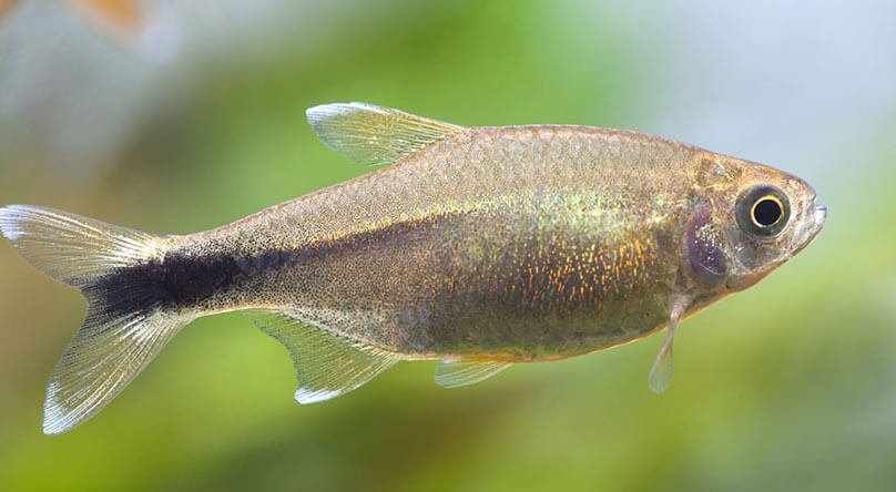 Sliver tip tetra