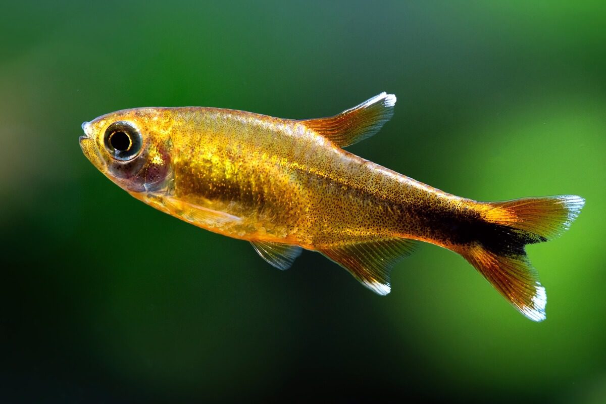 Sliver tip tetra
