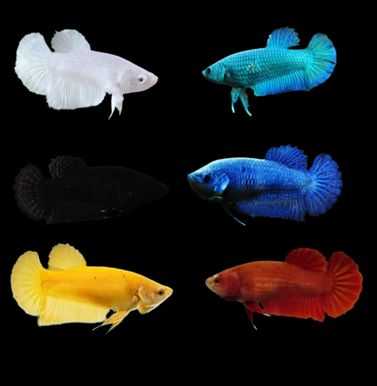 Mixed Solid plakat