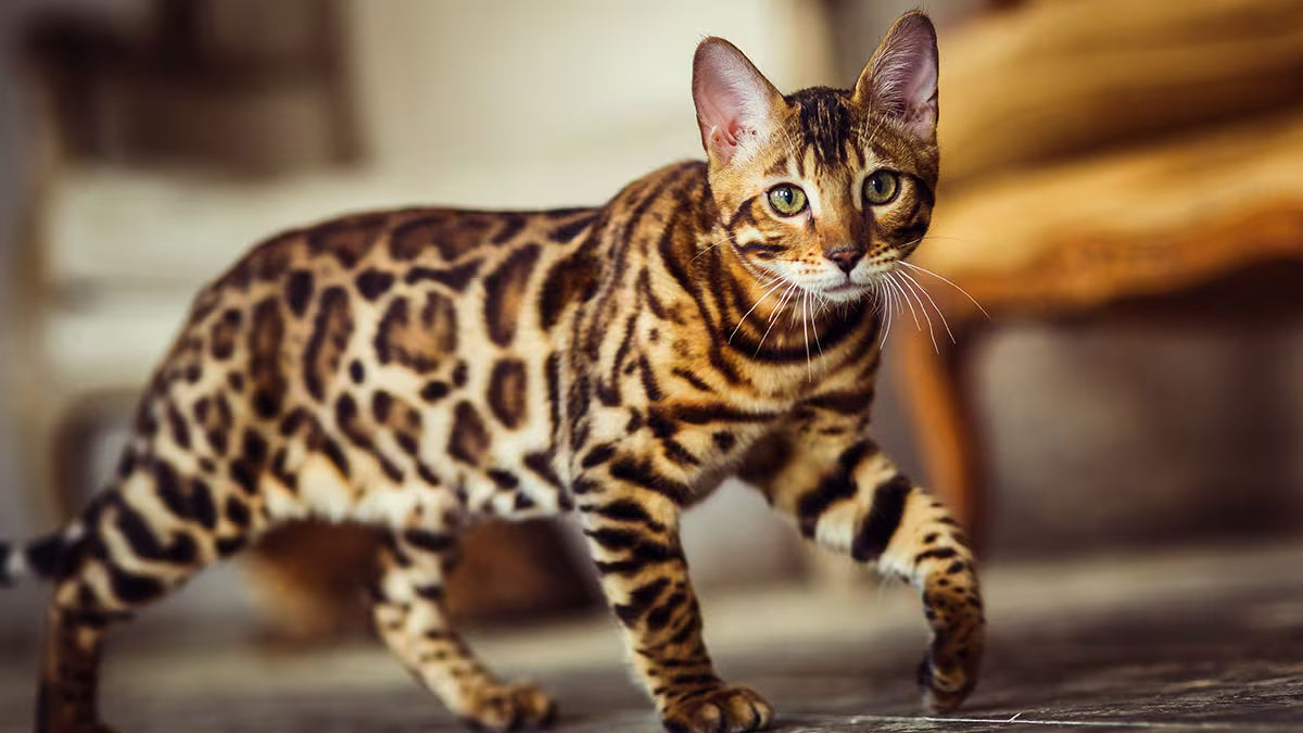 Spotted cat