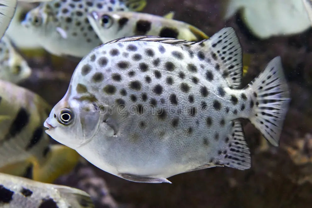 Scatophagus argus