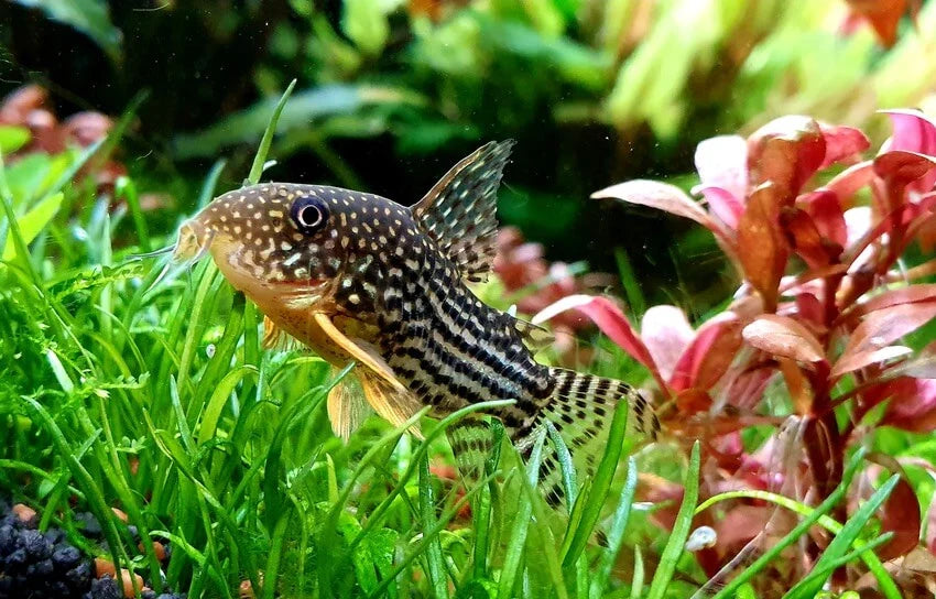 Sterbai cory