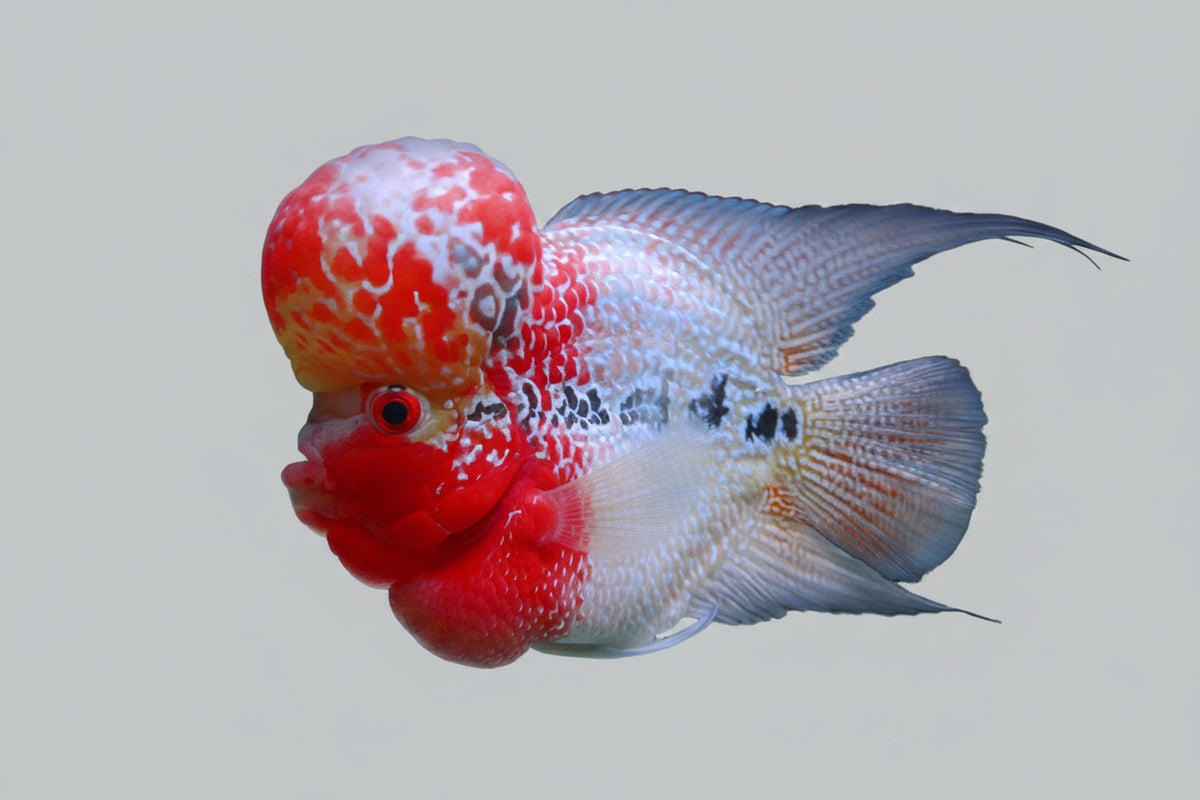 Short body flowerhorn