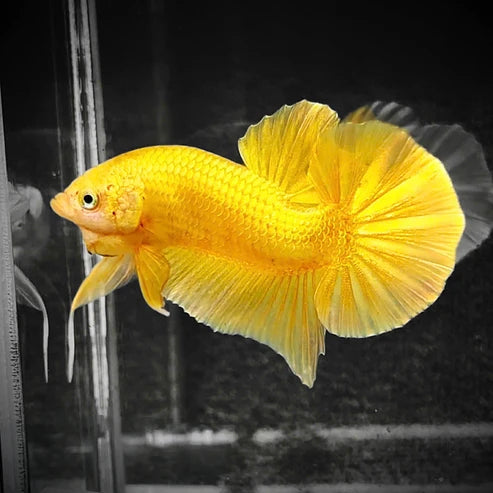 Super Gold 24k Male Betta Fish | High Grade | Mystery Betta