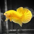 Super Gold 24k Male Betta Fish | High Grade | Mystery Betta