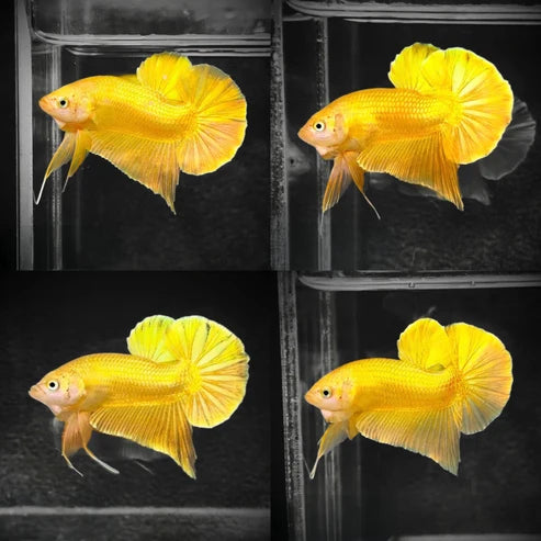 Super Gold 24k Male Betta Fish | High Grade | Mystery Betta