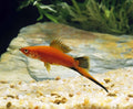 Swordtail