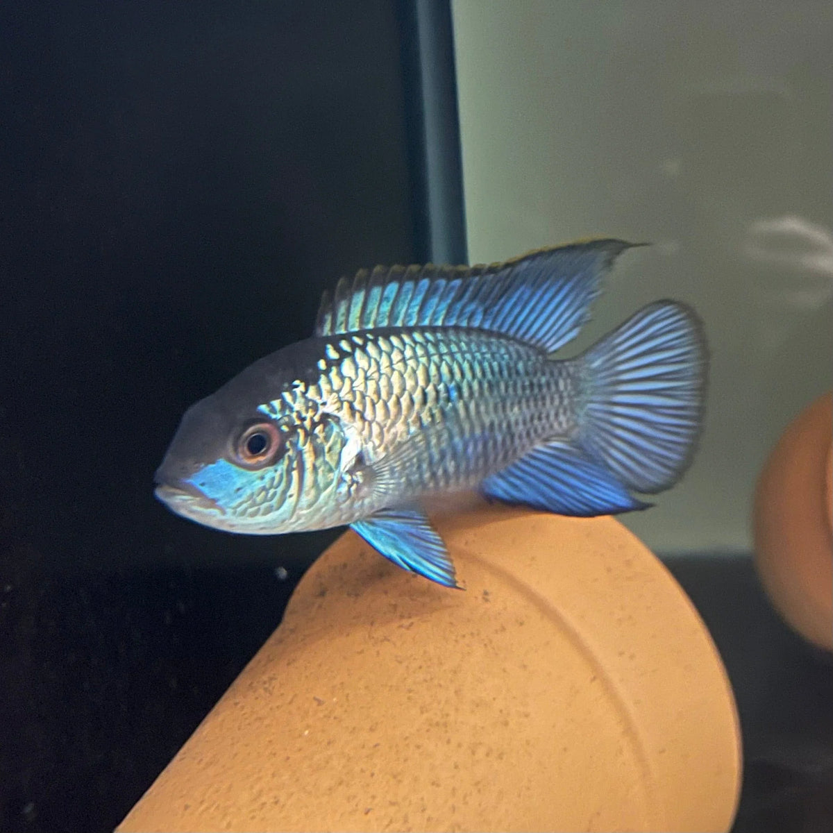Neon Blue Acara