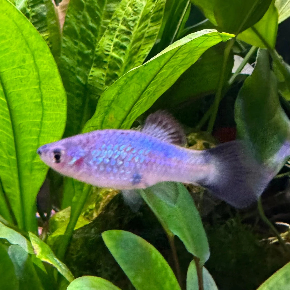 Neon Platy