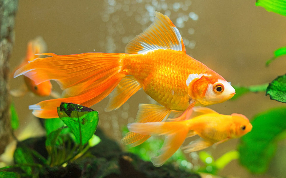 Gold Fish