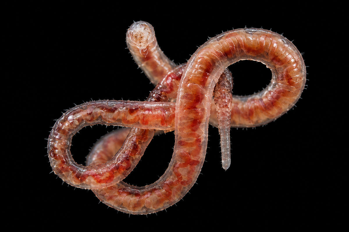 Tubifex Worms (1 Packet)