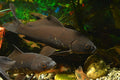 Black Koi (A Grade)