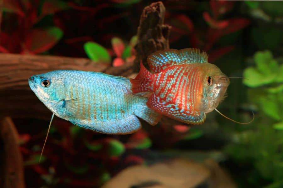 Top gourami