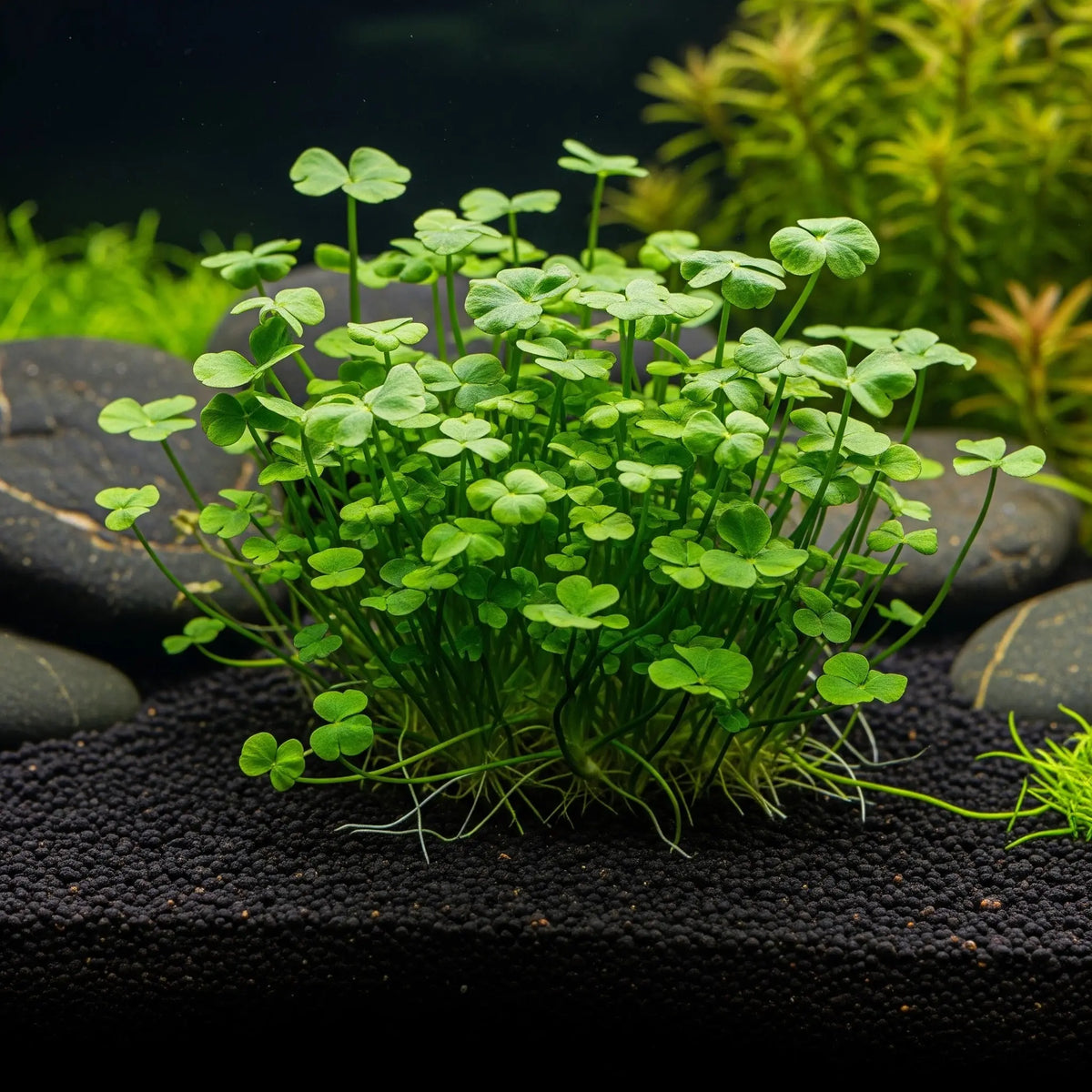 Marsilea hirsuta