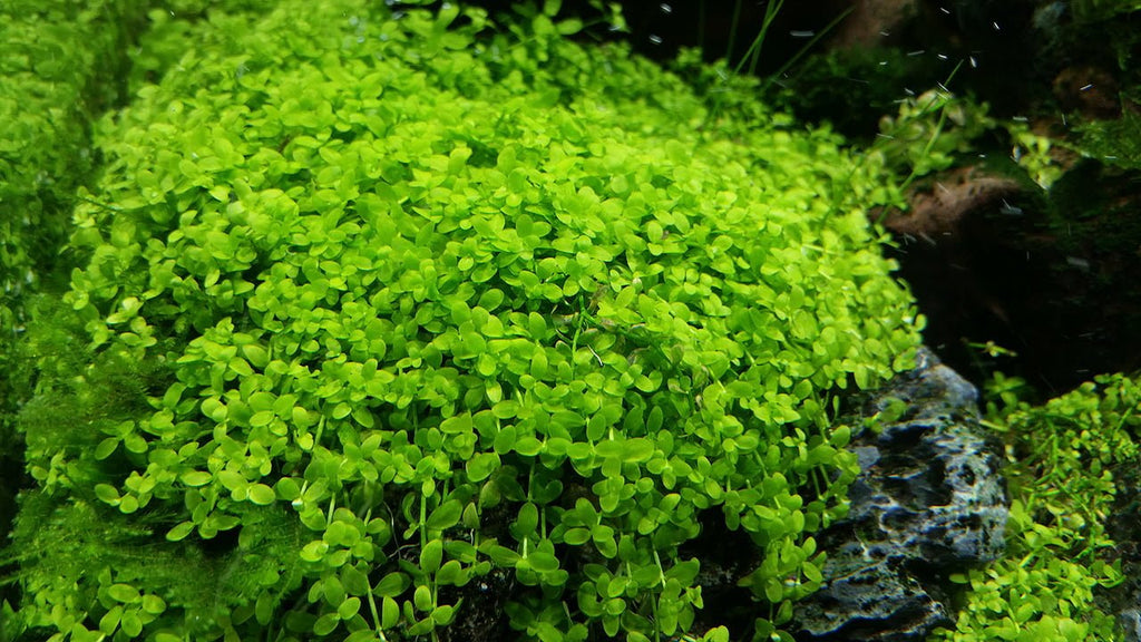 Micranthemum umbrosum