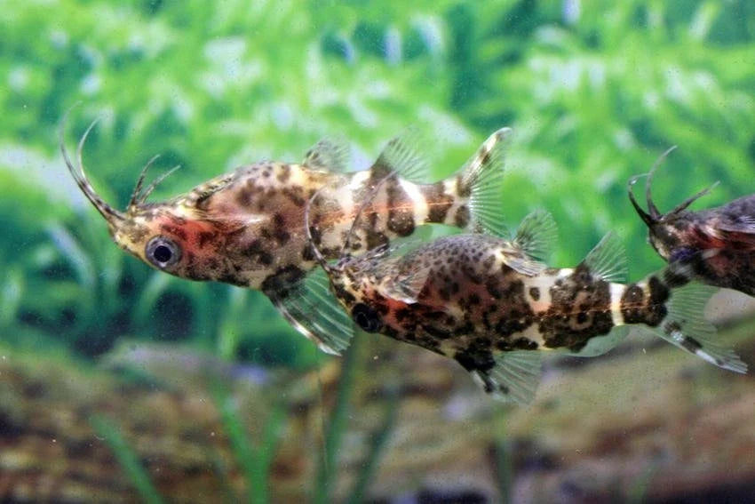 Upside Down catfish