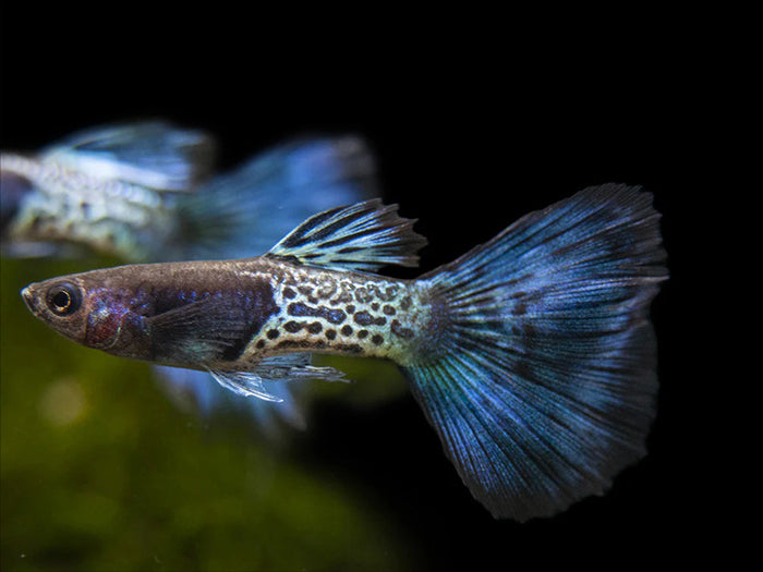 Mettalic Blue Guppy pair