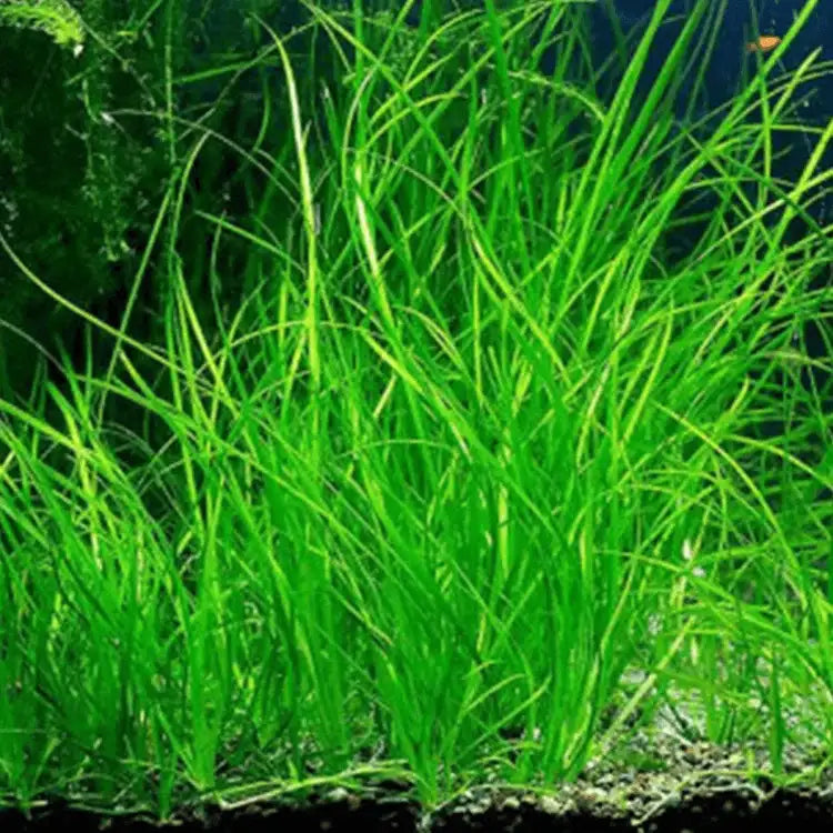 Vallisneria nana (3 plants)