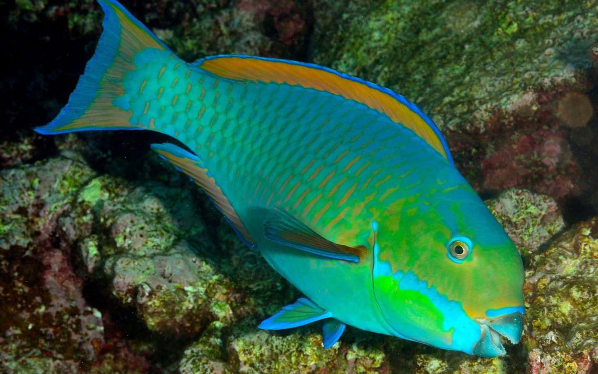 Parrot Fish