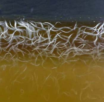 Vinegar Eel (1 Packet)