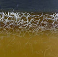 Vinegar Eel (1 Packet)