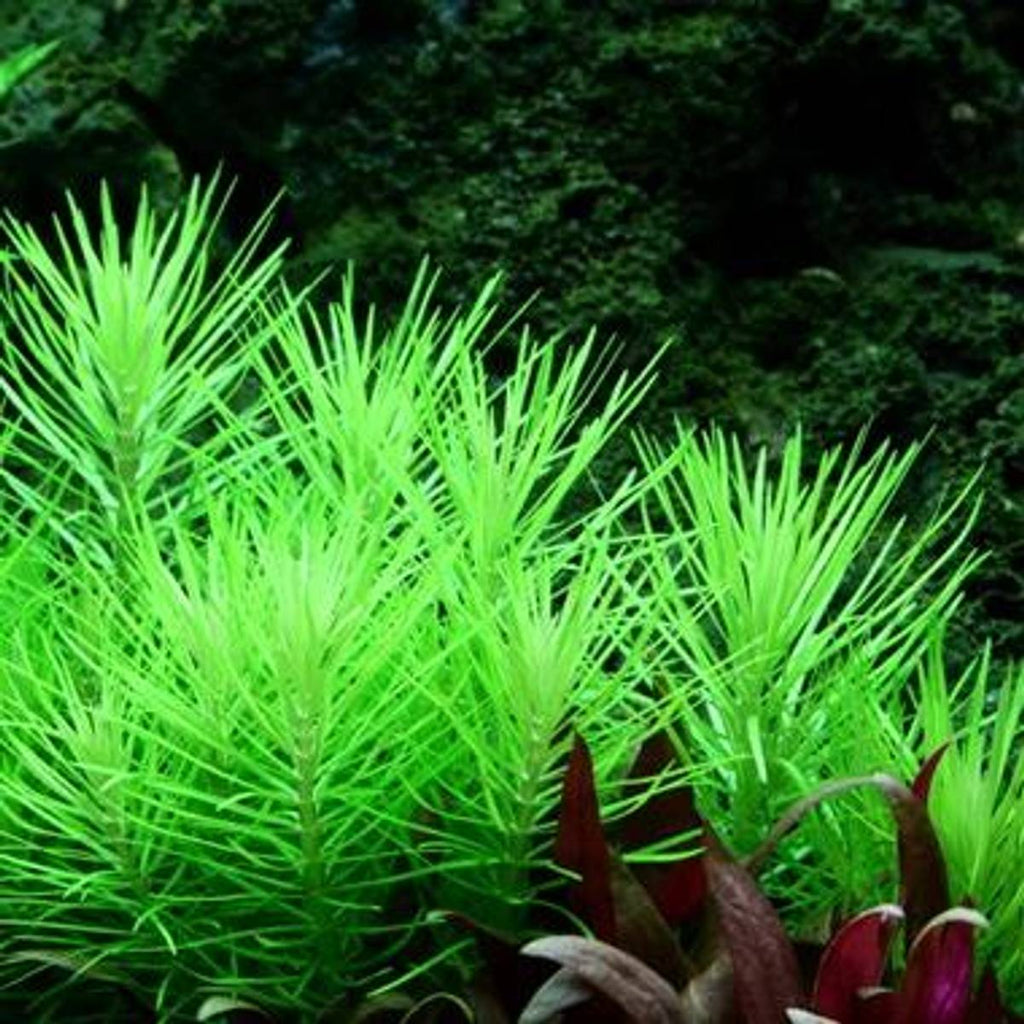 Pogostemon erectus