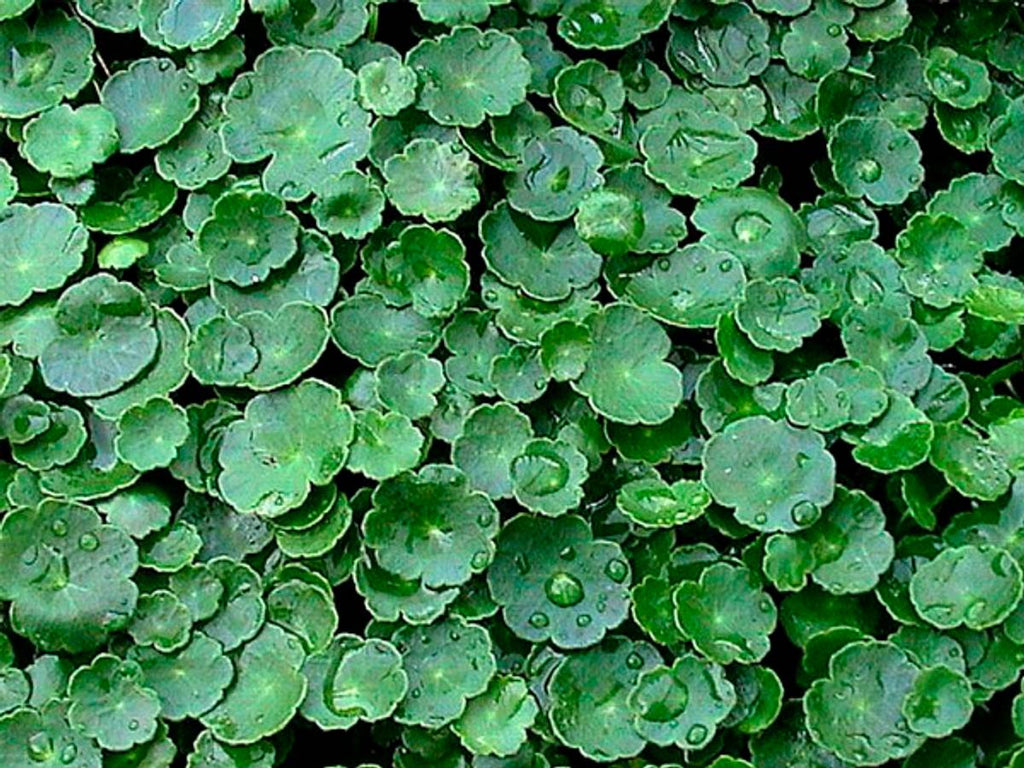Hydrocotyle vulgaris