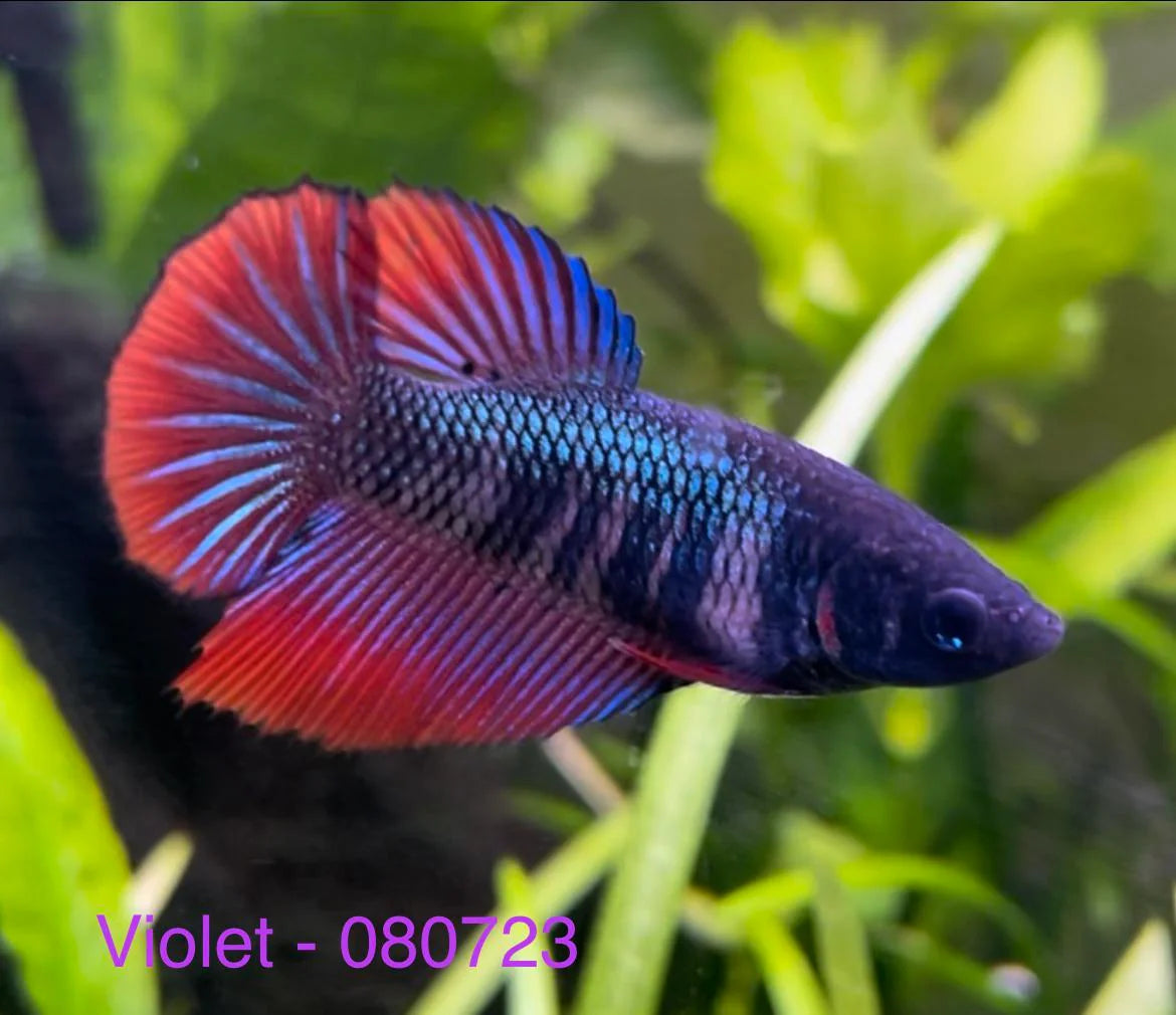 Female Betta