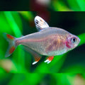 White Fin Tetra